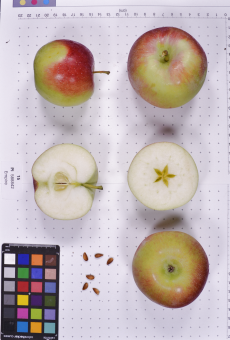 Click for 3 image(s) for this accession.